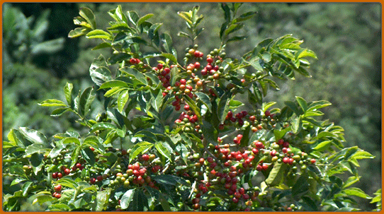 Jamaica Blue Mountain Coffee Plant